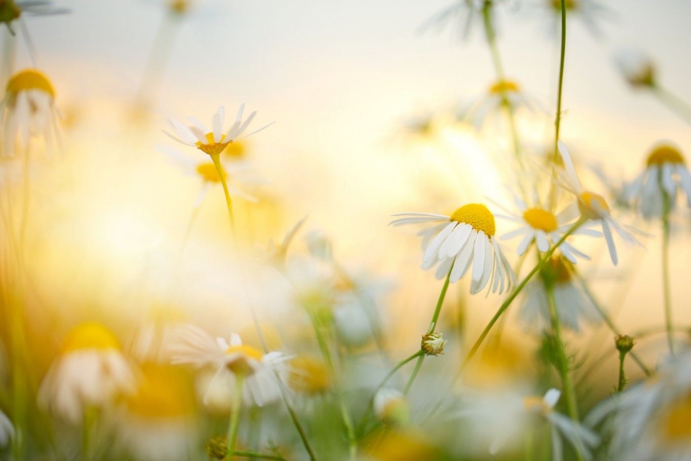 Cours de français langue étrangère (FLE)